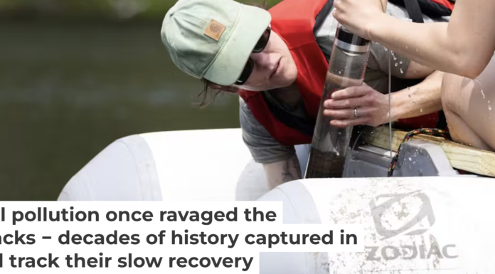 Scientist Aubrey Hillman, one of the authors of this article, extracts a core of mud from the bottom of Black Pond in June 2025. Patrick Dodson/University at Albany